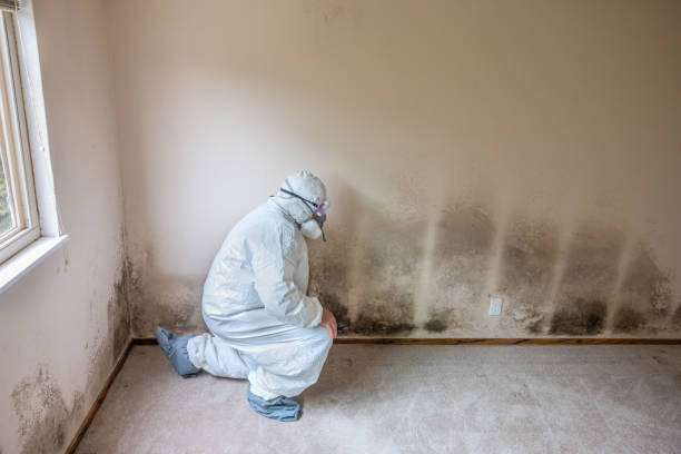 Biohazard Mold Removal in Clarksville, AR